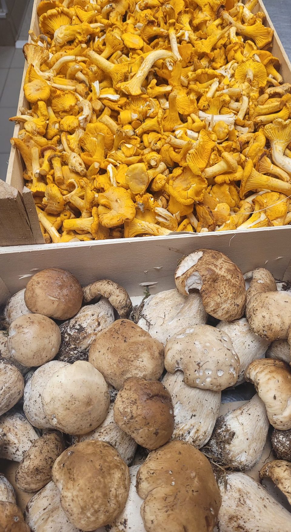 Une cagette de girolles et une cagette de cèpes, en cuisine